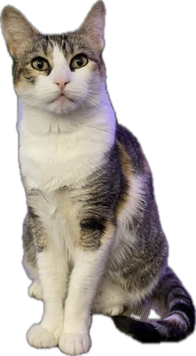 Elvira